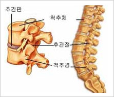 척추