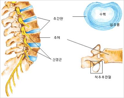 척추